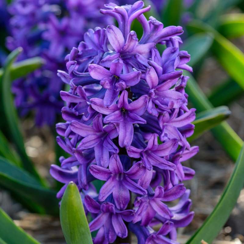 Hyacint 'Peter Stuyvesant'